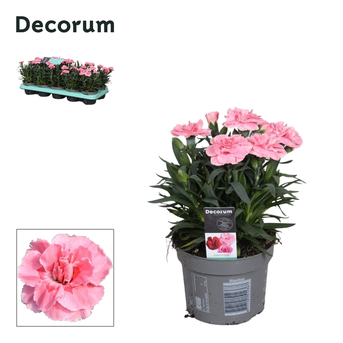 Dianthus - 10,5 cm - Oscar Pink - Decorum