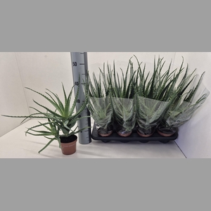 ALOE ARBORESCENS