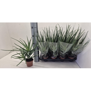 ALOE ARBORESCENS