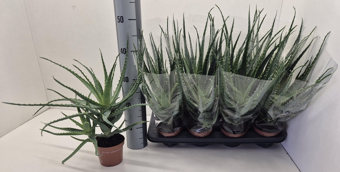 <h4>ALOE ARBORESCENS</h4>