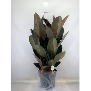 Ficus elastica 'Abidjan'
