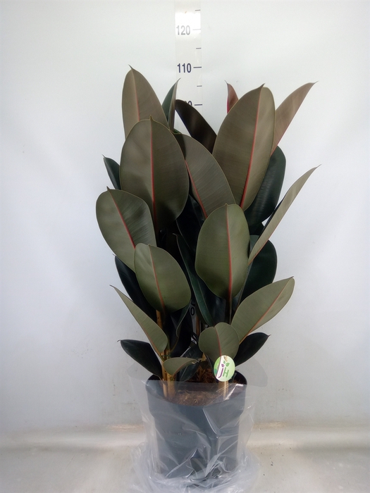 <h4>Ficus elastica 'Abidjan'</h4>