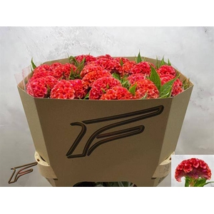 CEL C CORAL DIAMOND