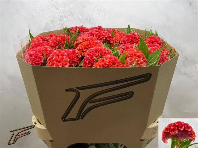 <h4>CEL C CORAL DIAMOND</h4>