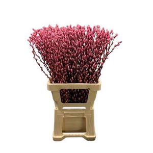 Salix Wilgenkatjes Pink