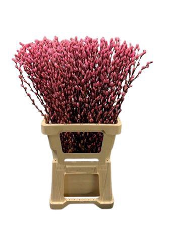 <h4>Salix Wilgenkatjes Pink</h4>