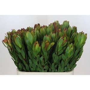 Leucadendron Goldstrike