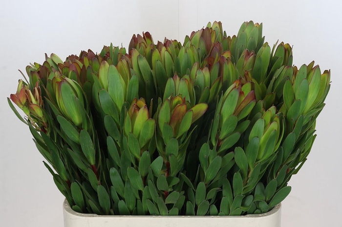 <h4>Leucadendron Goldstrike</h4>