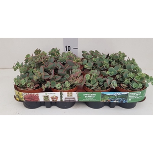 Sedum sieboldii