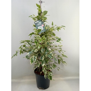 Ficus benja. 'Twilight'