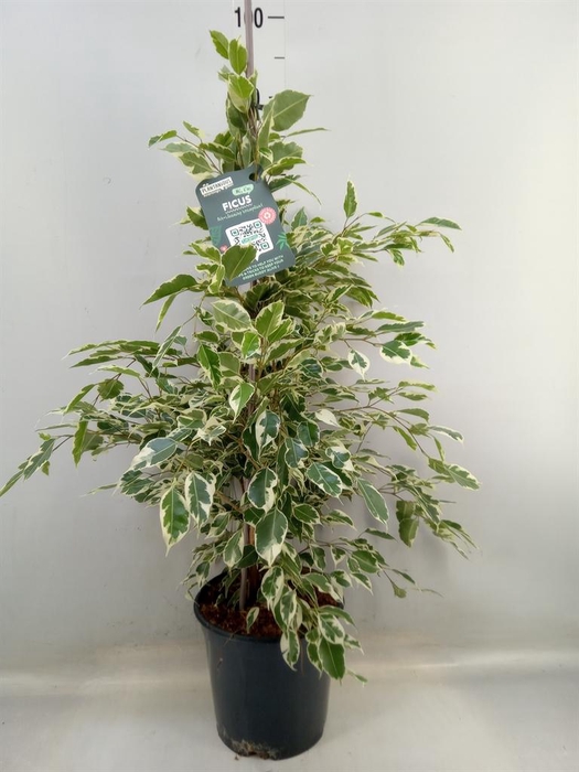 <h4>Ficus benja. 'Twilight'</h4>