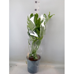 Philodendron bipinn. 'Little Hope'