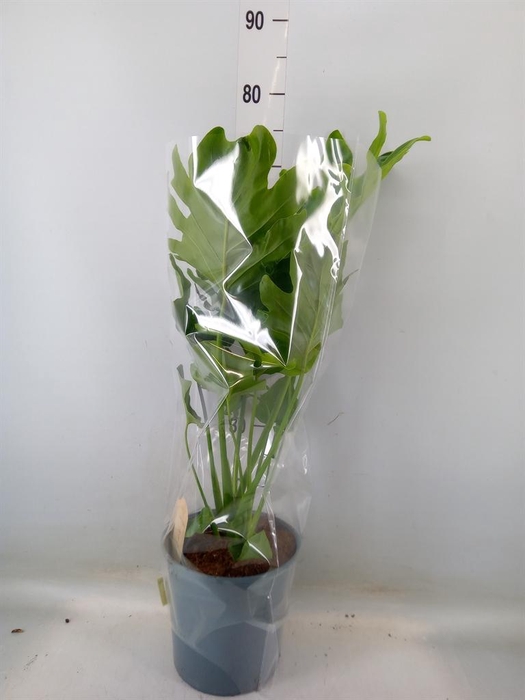<h4>Philodendron bipinn. 'Little Hope'</h4>