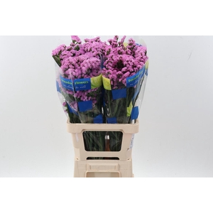 Lim S Crystal Pink