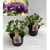Hydrangea Hovaria Hobella