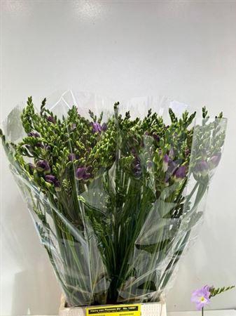 <h4>Fr En Indigo Beach</h4>