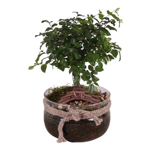 Bonsai Indoor Mix Ø15cm Ball Shape in Glass Vase with Rope Ø16cm