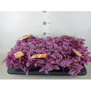 Tradescantia zebr. 'Pink Paradise'