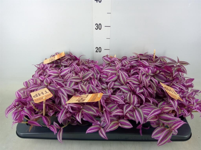 <h4>Tradescantia zebr. 'Pink Paradise'</h4>