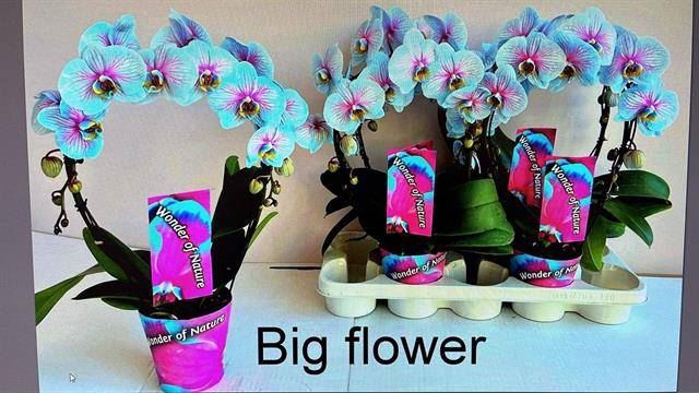 <h4>Phalaenopsis   ...</h4>