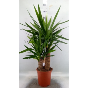 Yucca elephantipes   ...