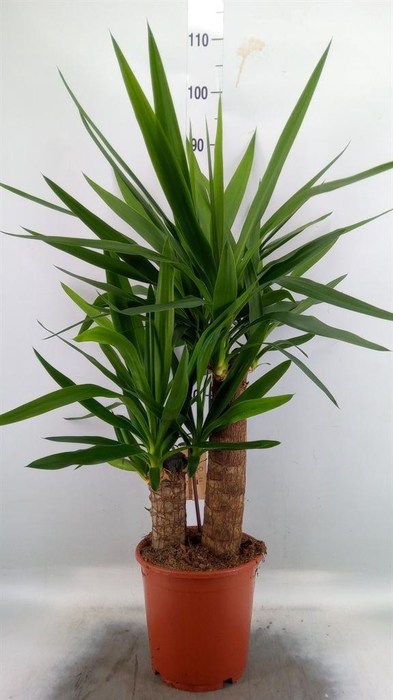 <h4>Yucca elephantipes   ...</h4>