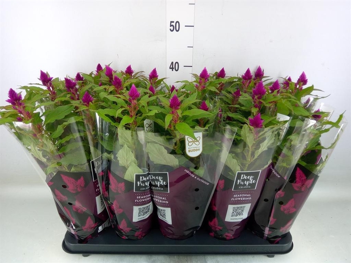 <h4>Celosia spic. 'Deep Purple'</h4>