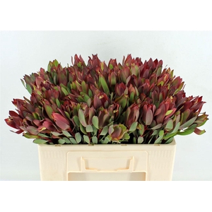 Leucad Senorita 50cm