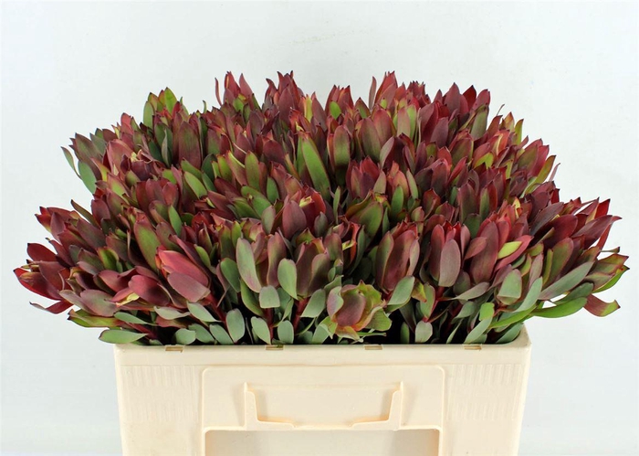 <h4>Leucad Senorita 50cm</h4>