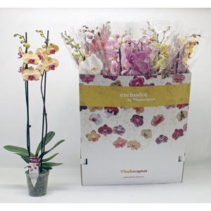 PHAL GEM 10 KL