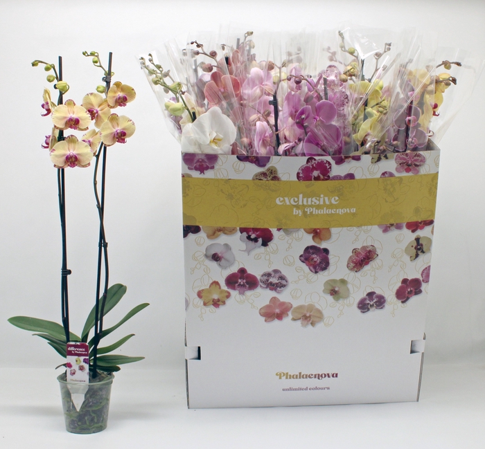 <h4>PHAL GEM 10 KL</h4>