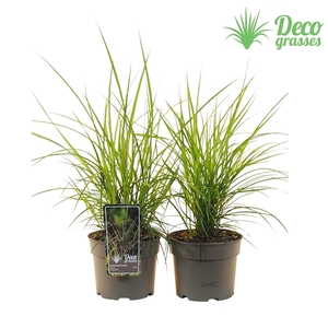 Miscanthus sinensis 'Purple Fall'®