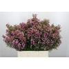 Chamelaucium Kerryn