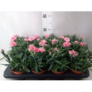 Dianthus  'Oscar Pink'