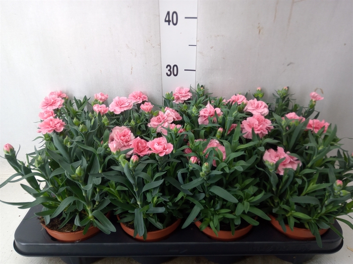 <h4>Dianthus  'Oscar Pink'</h4>