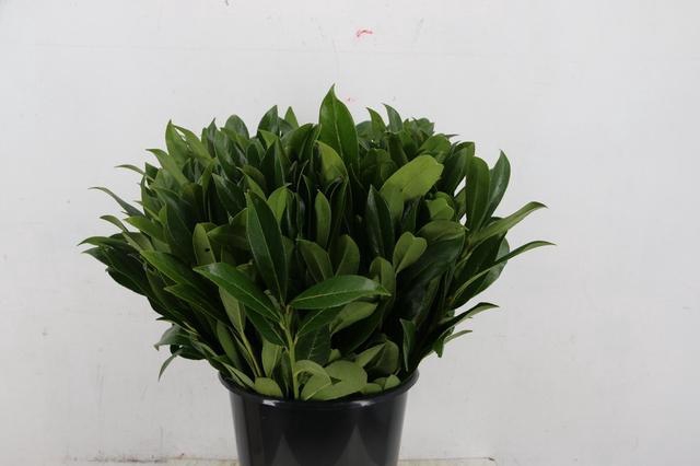 <h4>LAURIERBLAD 055/060CM</h4>