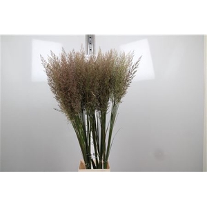 Calamagrostis Brachy