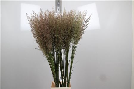 <h4>Calamagrostis Brachy</h4>