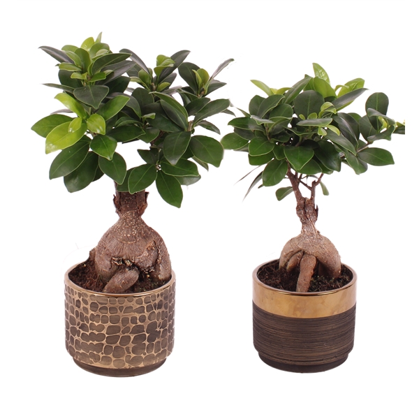 <h4>Ficus m. Ginseng Ball Shape Ø09cm in Ø10cm Ceramic PL568</h4>