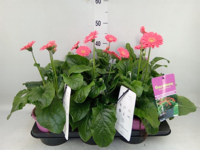 <h4>Gerbera  'Garvinea Sweet Heart'</h4>