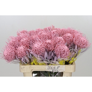 Nutans Painted Baby Pink