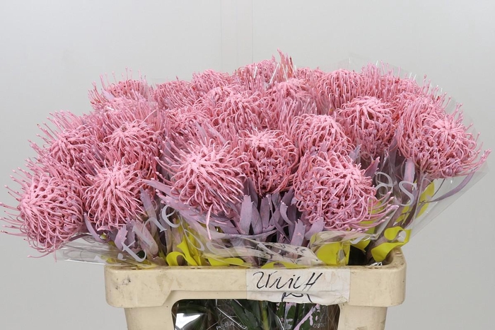 <h4>Nutans Painted Baby Pink</h4>