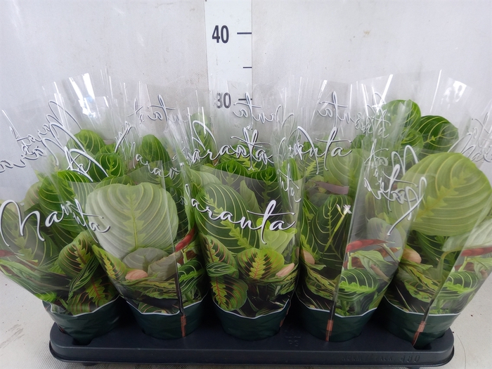 <h4>Maranta leuc. 'Lemon'</h4>