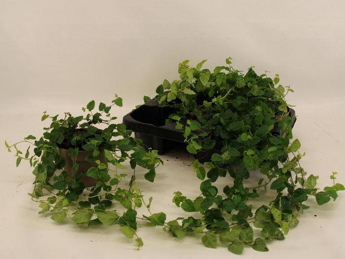 <h4>FIC PU GREEN SUNNY</h4>