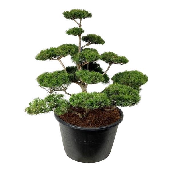 <h4>Pinus contorta</h4>