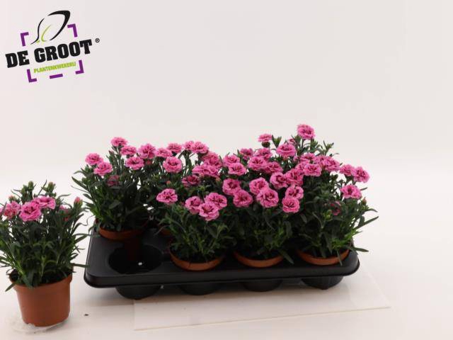 <h4>DIANTHUS OSCAR PINK PURPLE P12</h4>