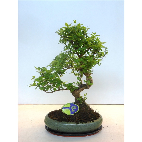 <h4>Ligustrum sinensis, 29cm., shape, with drip tray</h4>