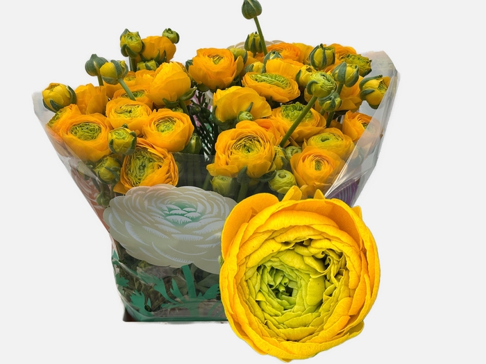 <h4>RAN EL YELLOW</h4>