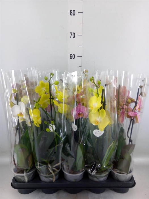 <h4>Phalaenopsis   ...</h4>