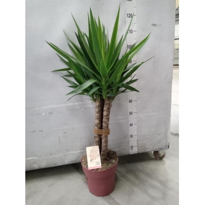 Yucca elephantipes   ...